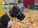 CRAZYDOG Намордник из биотана на фастексе (мини бультерьер)